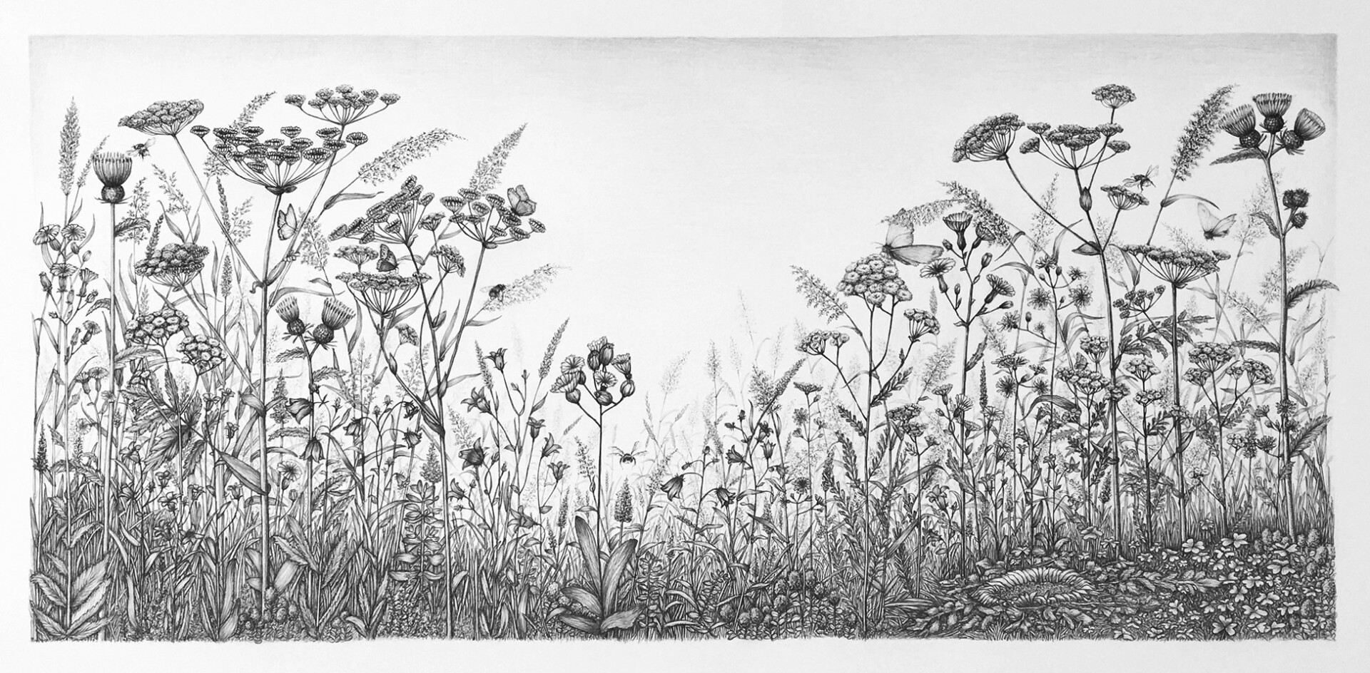 botanická kresba tužkou