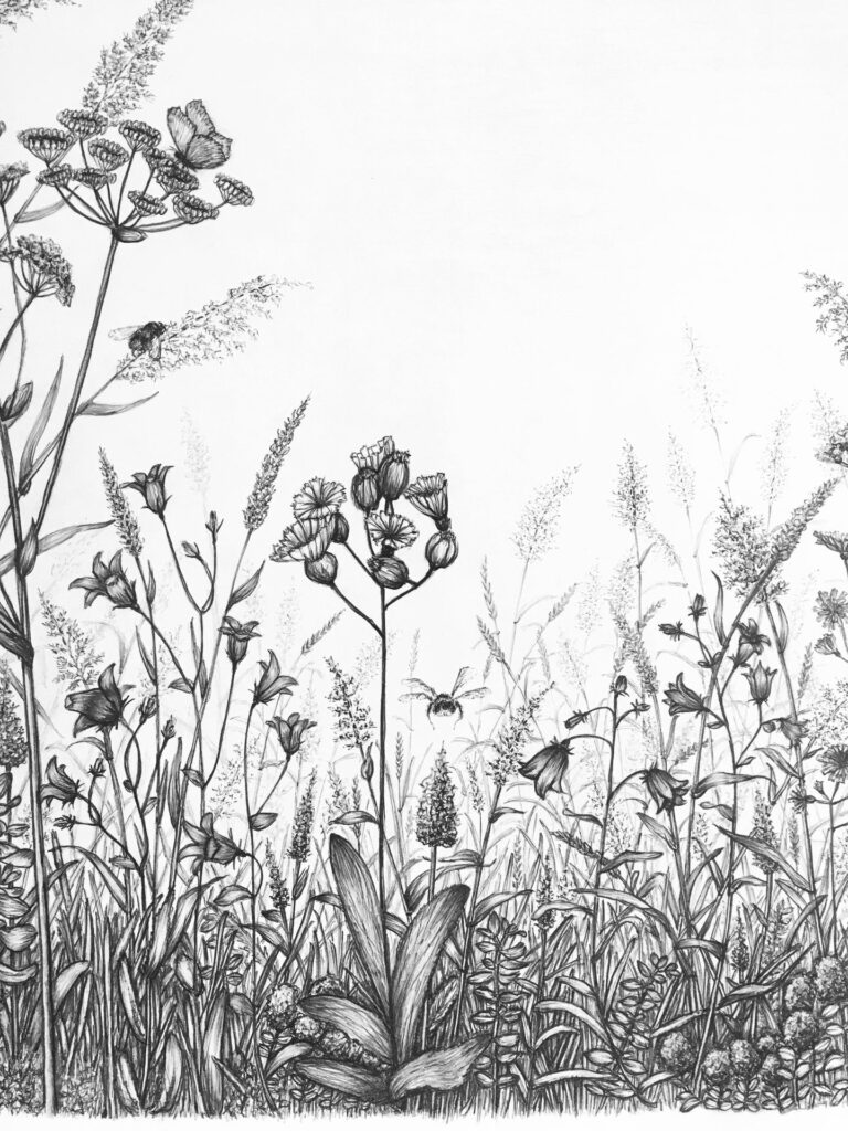 botanická kresba tužkou